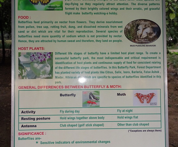 An Introduction to Butterflies