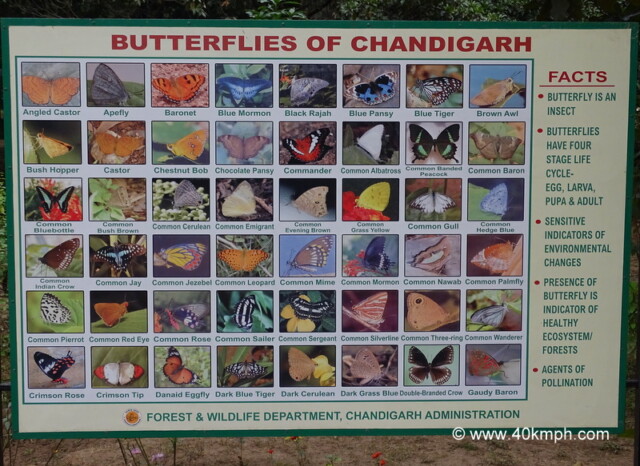 Butterflies of Chandigarh