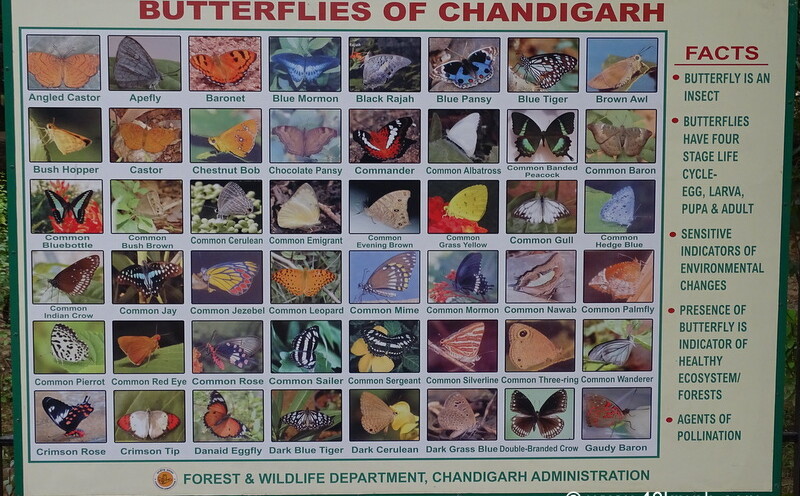 Butterflies of Chandigarh