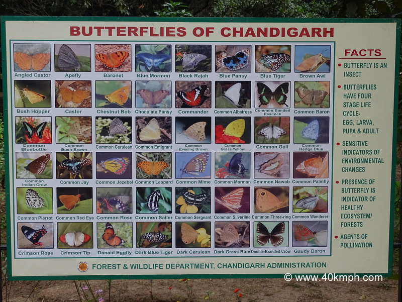 Butterflies of Chandigarh
