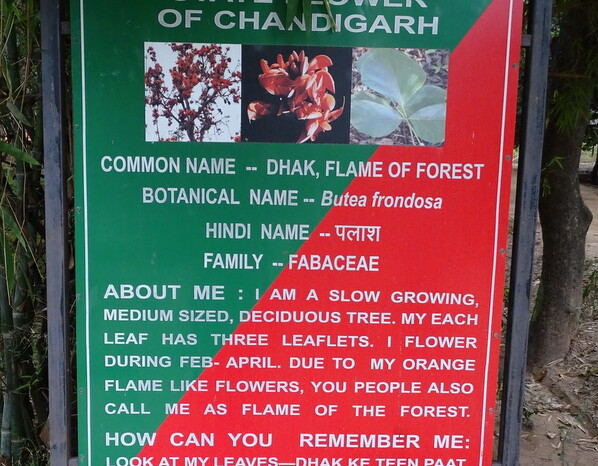 Dhak - State Flower of Chandigarh