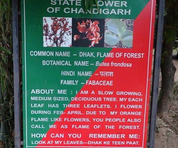 Dhak - State Flower of Chandigarh