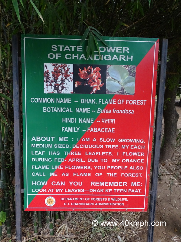 Dhak – State Flower of Chandigarh