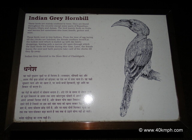 Indian Grey Hornbill - State Bird of Chandigarh (India)