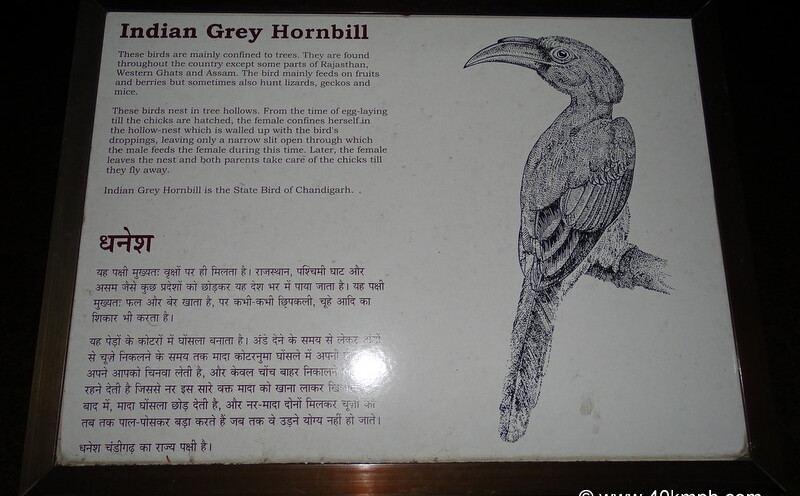 Indian Grey Hornbill - State Bird of Chandigarh (India)