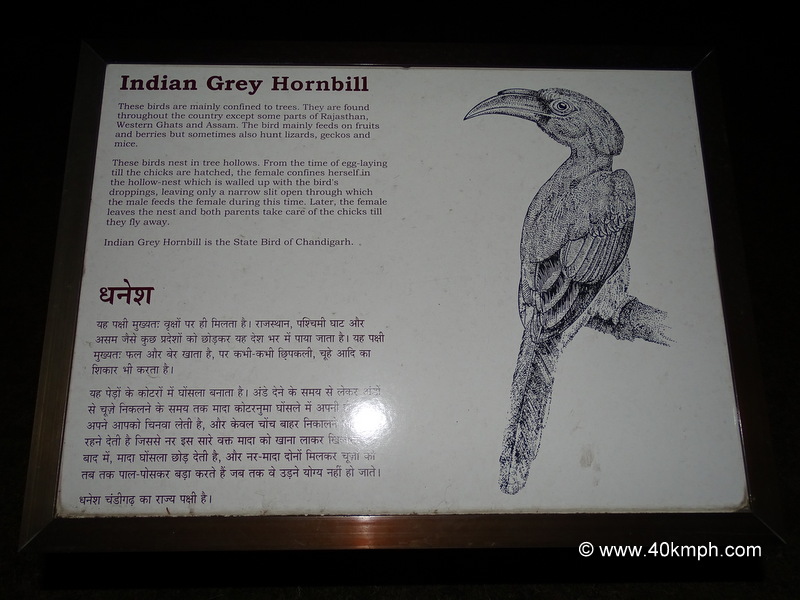 Indian Grey Hornbill – State Bird of Chandigarh