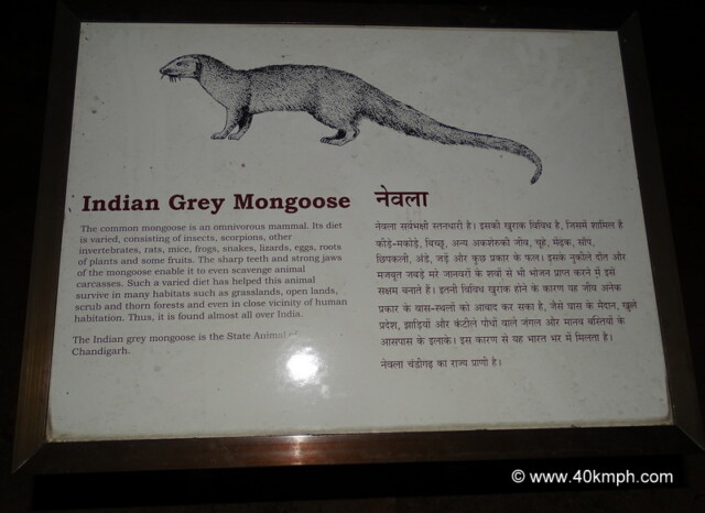 Indian Grey Mongoose - State Animal of Chandigarh (India)