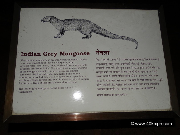 Indian Grey Mongoose - State Animal of Chandigarh (India)