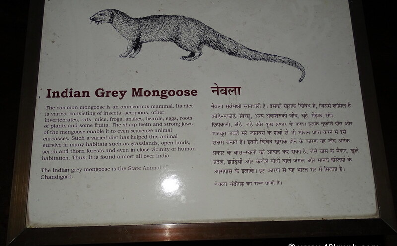 Indian Grey Mongoose - State Animal of Chandigarh (India)