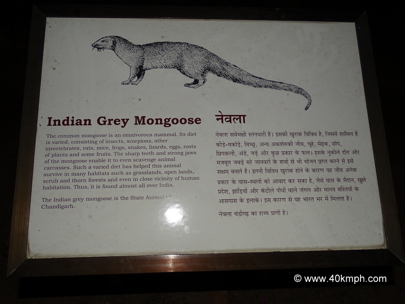 Indian Grey Mongoose – State Animal of Chandigarh