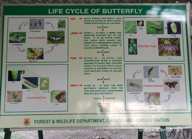 Life Cycle of Butterfly