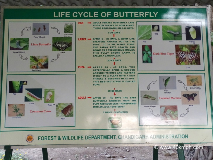 Life Cycle of Butterfly