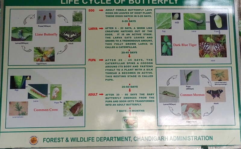 Life Cycle of Butterfly