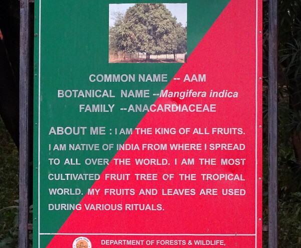 Mango - State Tree of Chandigarh