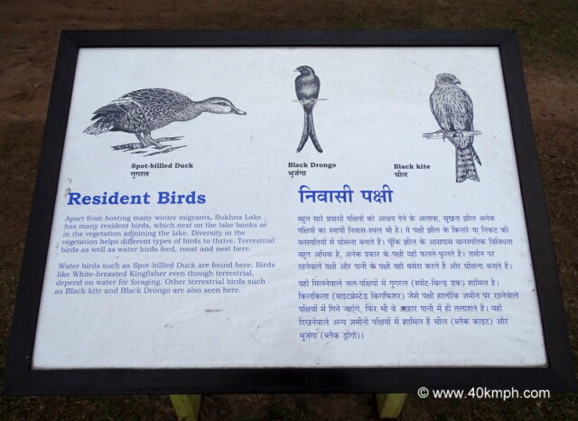 Resident Birds of Sukhna Lake (Chandigarh, India)
