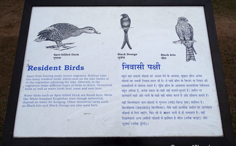 Resident Birds of Sukhna Lake (Chandigarh, India)