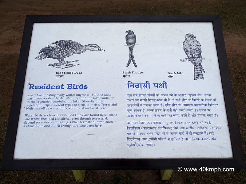 Resident Birds of Sukhna Lake