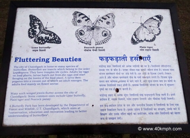 The City of Chandigarh (India) is Home to many Species of Butterflies