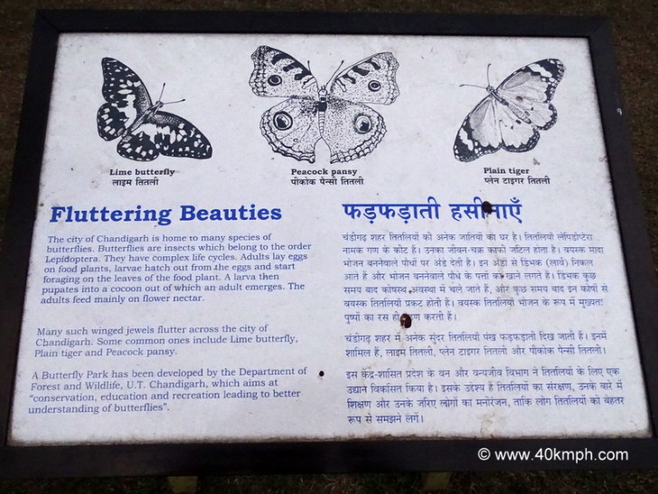 The City of Chandigarh (India) is Home to many Species of Butterflies
