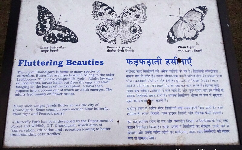 The City of Chandigarh (India) is Home to many Species of Butterflies