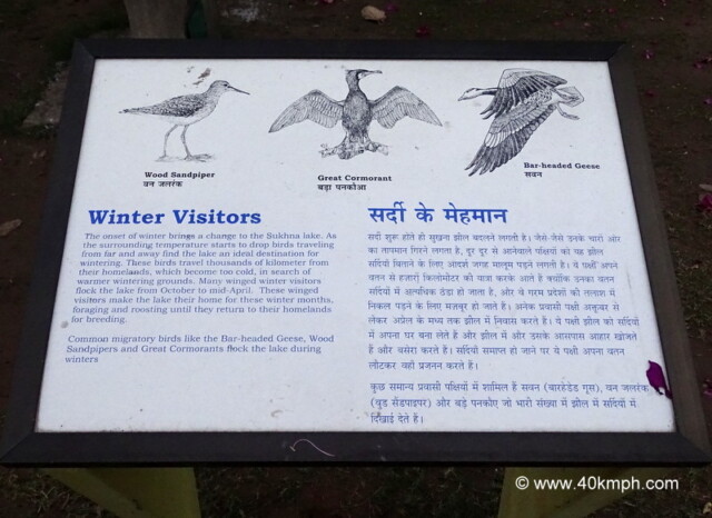 Winter Visitors at Sukhna Lake (Chandigarh, India)