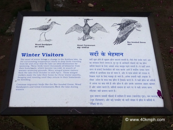 Winter Visitors at Sukhna Lake (Chandigarh, India)