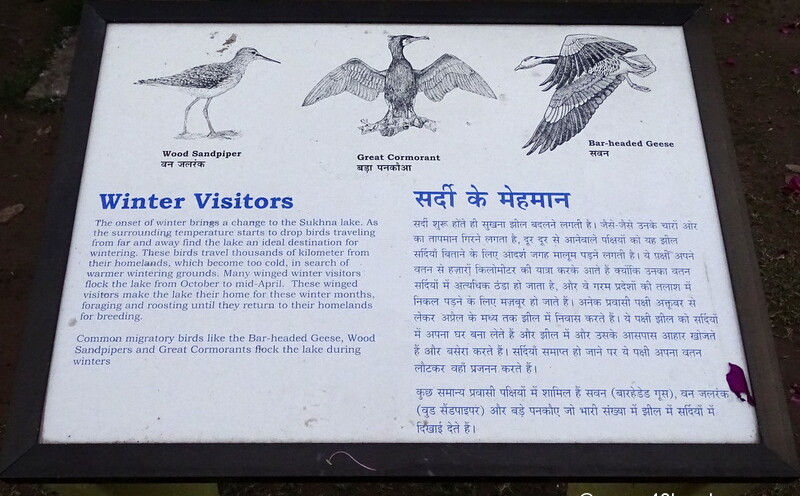 Winter Visitors at Sukhna Lake (Chandigarh, India)
