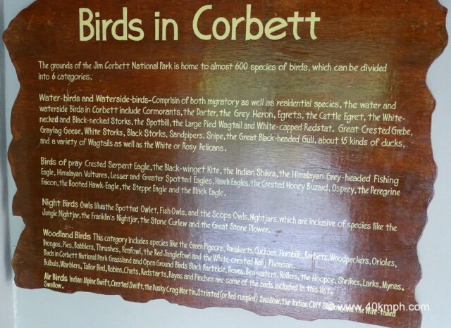 About: Birds in Corbett