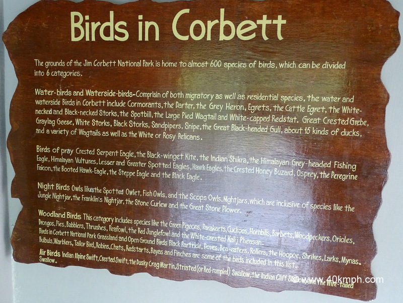 About: Birds in Corbett