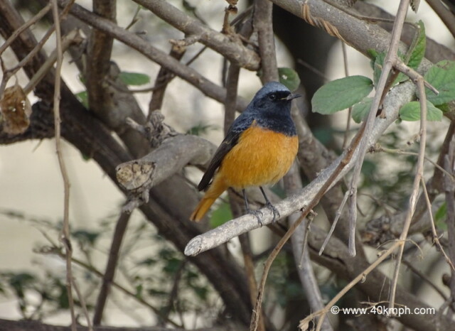 Blue-fronted Redstart at Corbett National Park in Uttarakhand, India