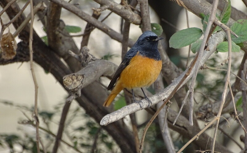 Blue-fronted Redstart at Corbett National Park in Uttarakhand, India