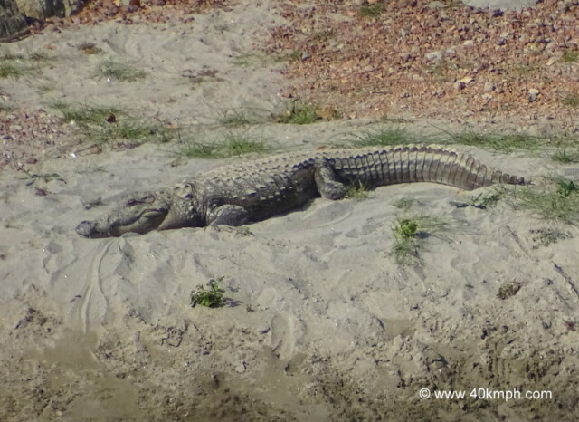 Crocodile Resting at Corbett National Park in Uttarakhand, India