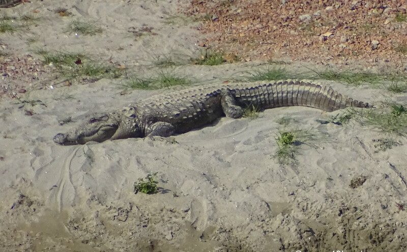 Crocodile Resting at Corbett National Park in Uttarakhand, India