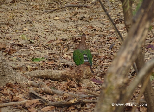 Emerald Dove at Corbett National Park, Uttarakhand, India