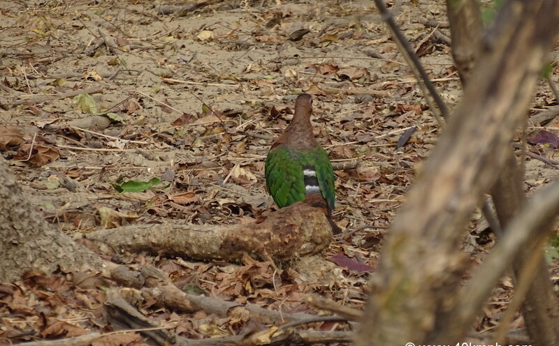 Emerald Dove at Corbett National Park, Uttarakhand, India