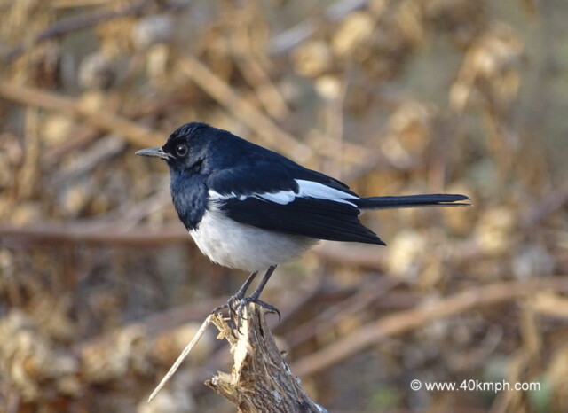 Oriental Magpie Robin at Corbett National Park in Uttarakhand, India