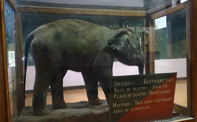 This Baby Elephant Died in Stampede
