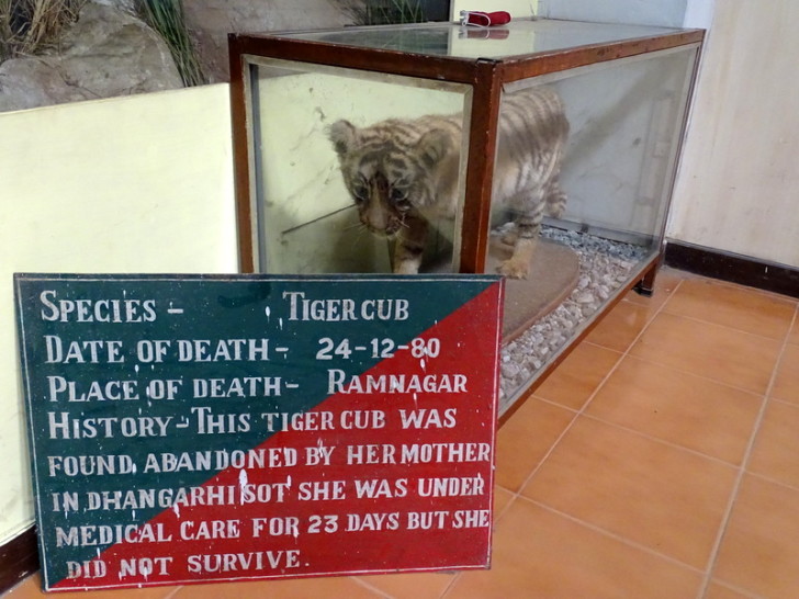 This Tiger Cub was Found Abandoned by Her Mother