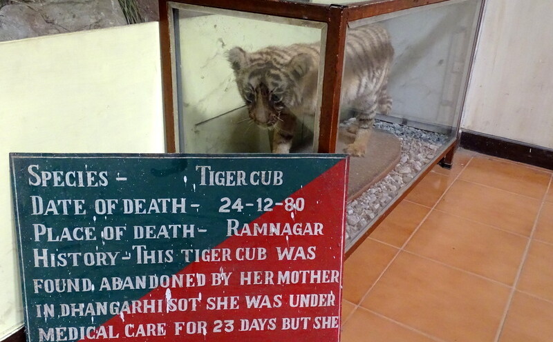 This Tiger Cub was Found Abandoned by Her Mother