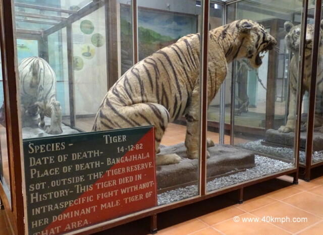 This Tiger Died in Fight with Another Male Tiger