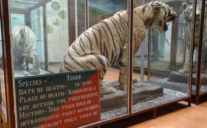 This Tiger Died in Fight with Another Male Tiger