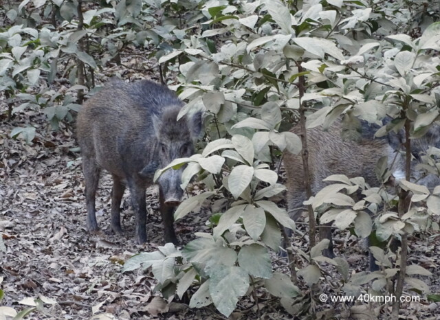 Wild Boar at Corbett National Park in Uttarakhand, India