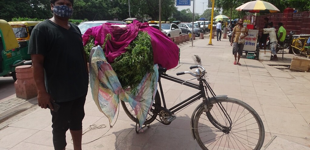 Bhang (cannabis) as Offering to Lord Shiva
