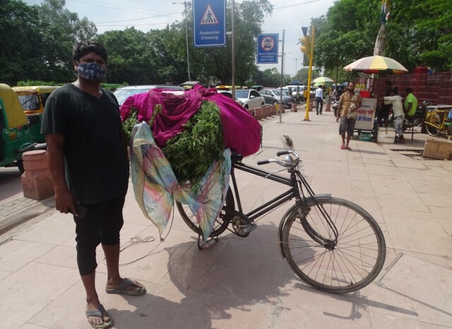 Bhang (cannabis) as Offering to Lord Shiva