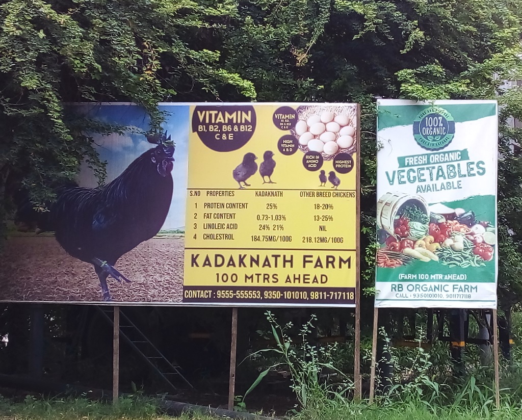 Have You Ever Eaten Kadaknath (an Indian Chicken Breed)?