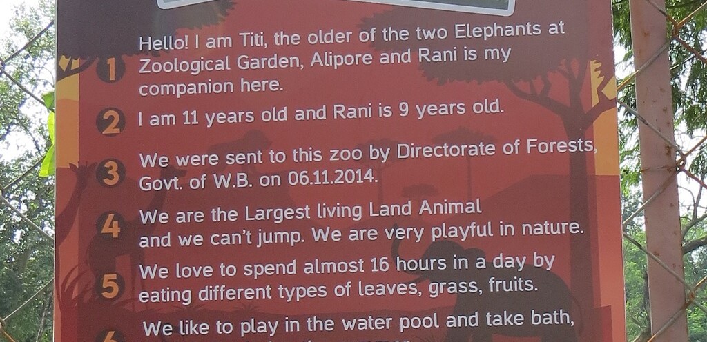 Adopt Elephants