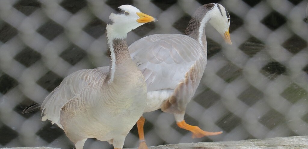 Bar Headed Goose