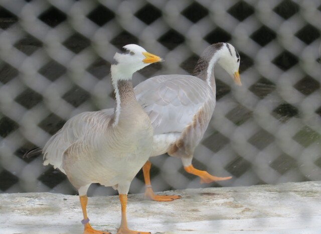 Bar Headed Goose