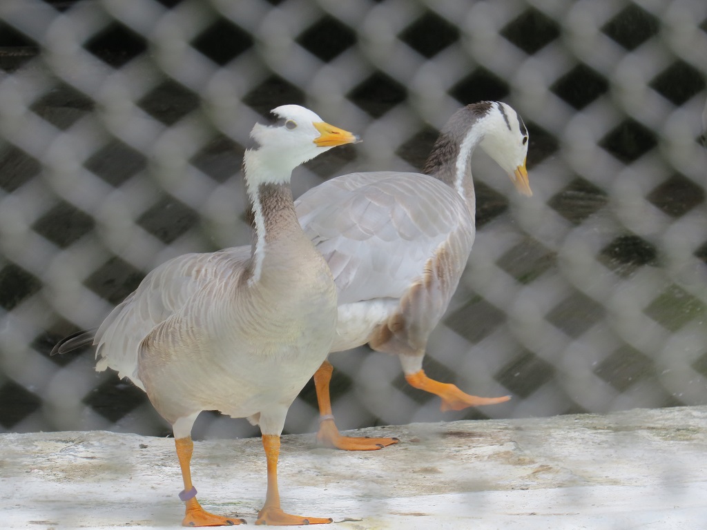 Bar Headed Goose