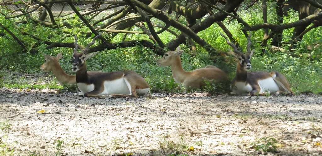 Blackbuck (Near Threatened)